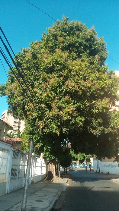 Los enramados de la mata de mango permiten a los antisociales acceder a los muros y techos de las viviendas con el amparo de la oscuridad ante falta de alumbrado / Foto: Prensa ACA