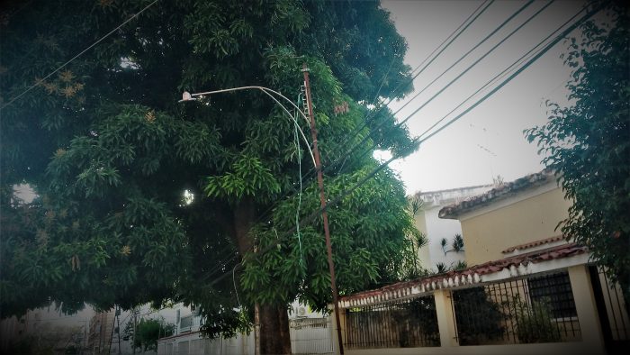 Residentes solicitan poda controlada de árbol y alumbrado público Foto: Prensa ACA es la Noticia